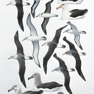 Black-browed Albatross, Salvin's Albatross, Shy Albatross and Chatham Albatross. Original artwork from Birds of Greater Southern Africa.