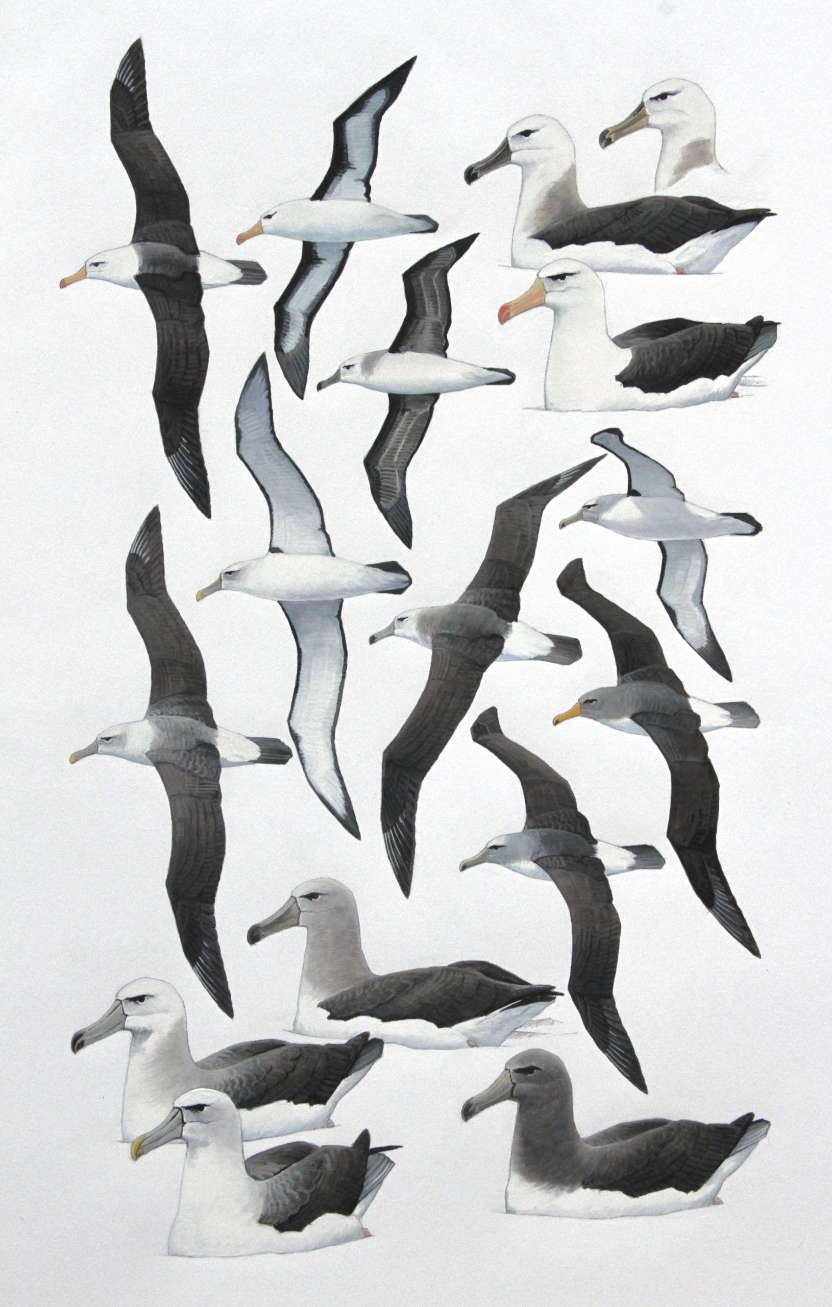 Black-browed Albatross, Salvin's Albatross, Shy Albatross and Chatham Albatross. Original artwork from Birds of Greater Southern Africa.