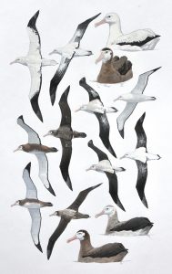 Wandering Albatross