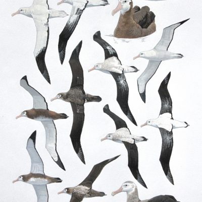 Wandering Albatross
