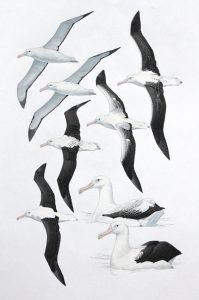 Royal Albatrosses