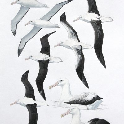 Royal Albatrosses