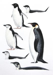 Emperor Penguin
