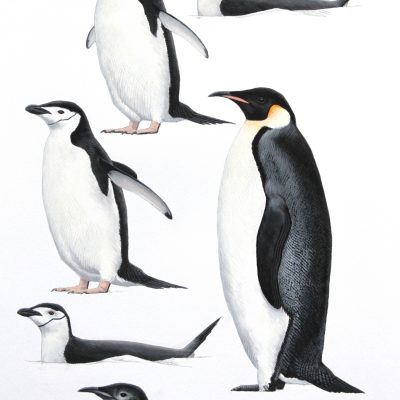Emperor Penguin
