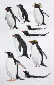 Eastern Rockhopper Penguin, Northern Rockhopper Penguin, Macaroni Penguin and Gentoo Penguin. Original artwork from Birds of Greater Southern Africa.
