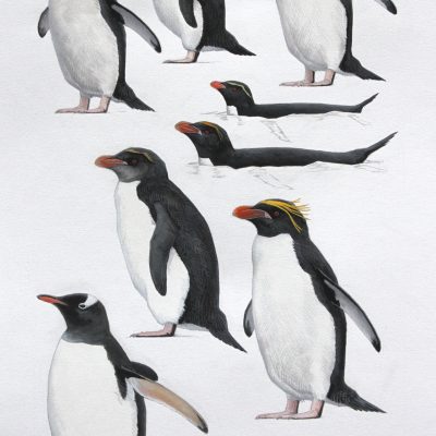 Eastern Rockhopper Penguin, Northern Rockhopper Penguin, Macaroni Penguin and Gentoo Penguin. Original artwork from Birds of Greater Southern Africa.