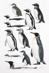 King penguins