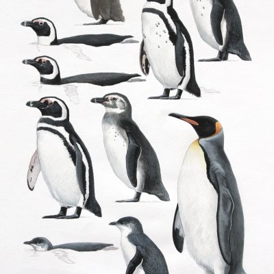 King penguins