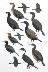 Shags and Cormorants