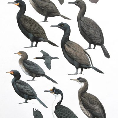 Shags and Cormorants