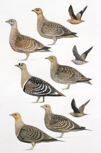 Burchell's Sandgrouse, Double-banded Sandgrouse, Namaqua Sandgrouse, ordinal artwork for Birds of Greater Southern Africa