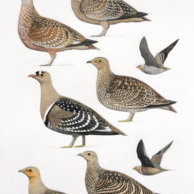 Burchell's Sandgrouse, Double-banded Sandgrouse, Namaqua Sandgrouse, ordinal artwork for Birds of Greater Southern Africa