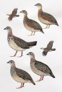 Chestnut-breasted francolin and Crested Francolin, original artwork from Birds of Greater Southern Africa.