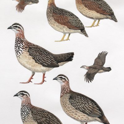 Chestnut-breasted francolin and Crested Francolin, original artwork from Birds of Greater Southern Africa.