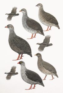 South African Francolins original painting from Birds of Greater Southern Africa
