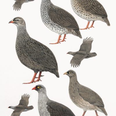South African Francolins original painting from Birds of Greater Southern Africa