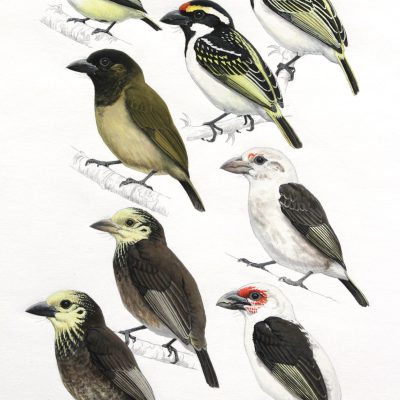 White-chested Tinkerbird, Chaplin's Barbet, Anchieta's Barbet and 'belcheri' Green Barbet. Original artwork from Birds of Greater Southern Africa.