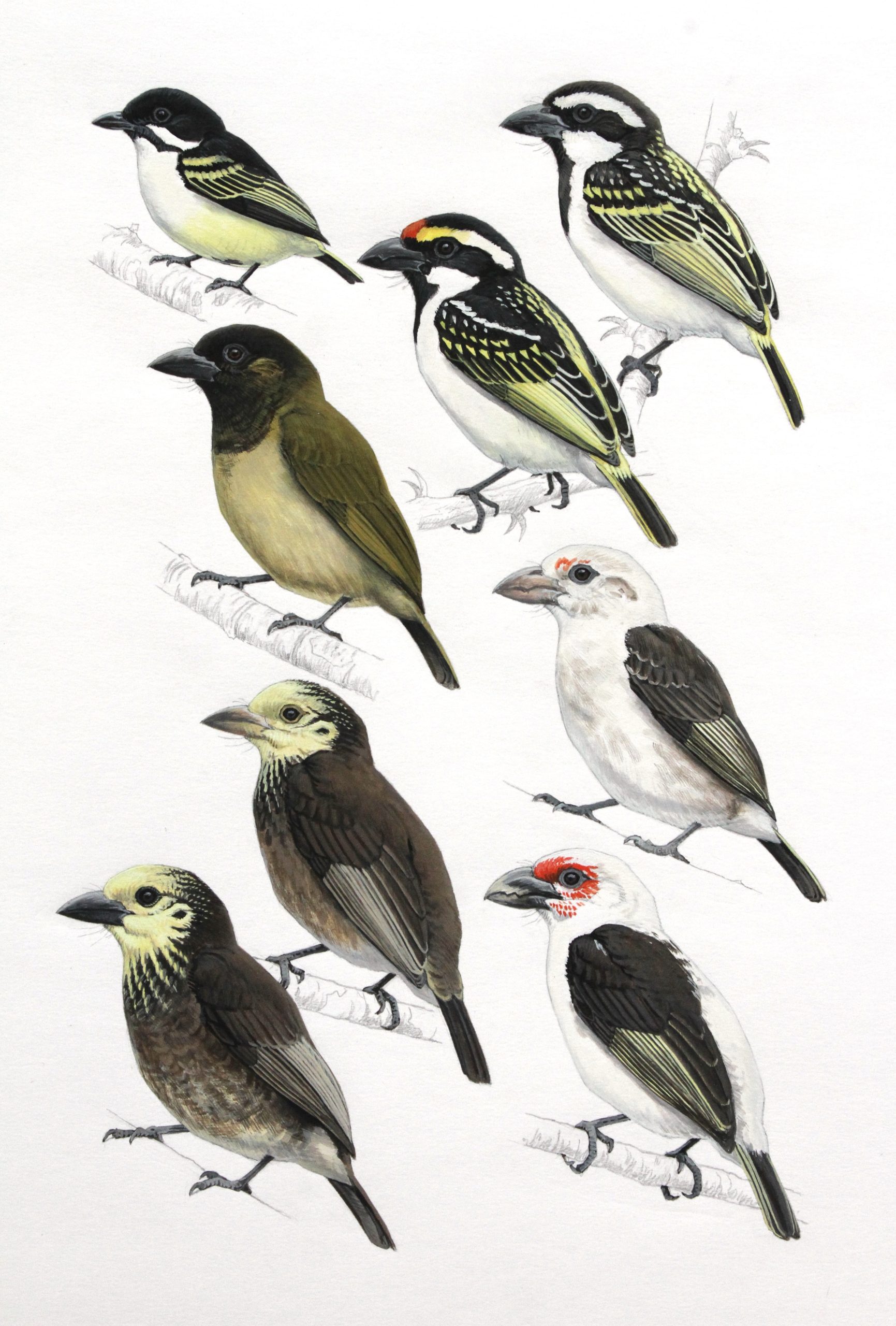 White-chested Tinkerbird, Chaplin's Barbet, Anchieta's Barbet and 'belcheri' Green Barbet. Original artwork from Birds of Greater Southern Africa.
