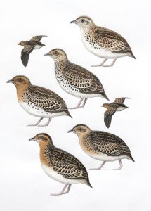 African Buttonquails