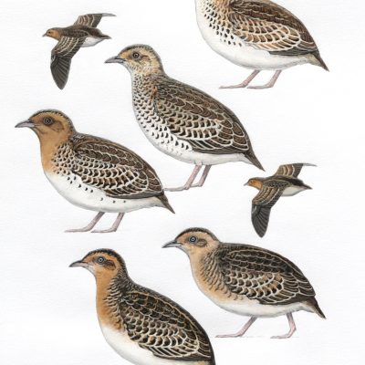 African Buttonquails