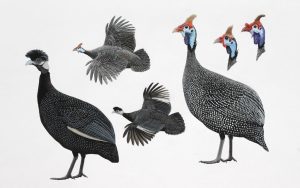'Coronatus', 'mitratus' and 'papillosus' Helmeted Guineafowl and 'edouardi' Crested Guineafowl. Original artwork from Birds of Greater Southern Africa.