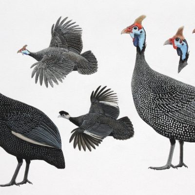 'Coronatus', 'mitratus' and 'papillosus' Helmeted Guineafowl and 'edouardi' Crested Guineafowl. Original artwork from Birds of Greater Southern Africa.
