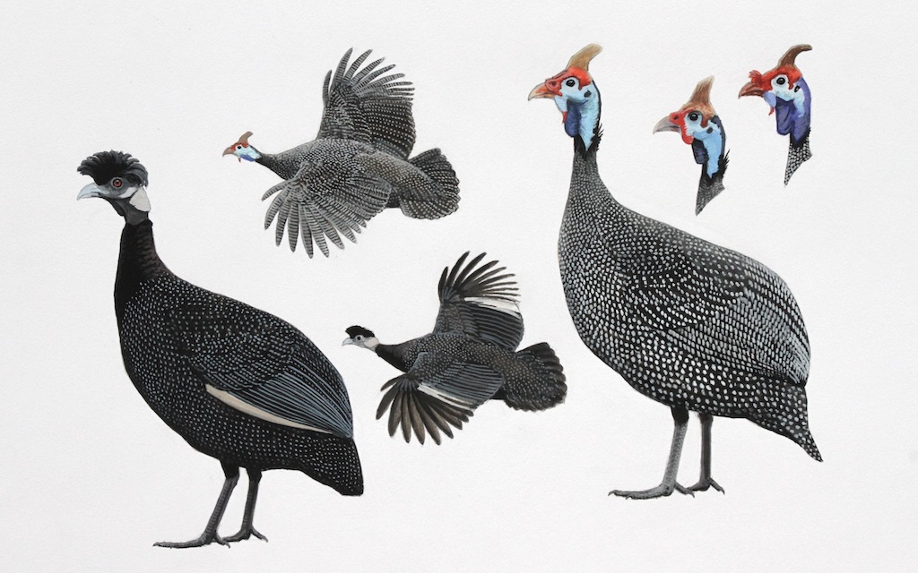 'Coronatus', 'mitratus' and 'papillosus' Helmeted Guineafowl and 'edouardi' Crested Guineafowl. Original artwork from Birds of Greater Southern Africa.