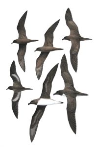 Tahiti Petrel, Jouanin's Petrel and Bulwer's Petrel. Original artwork from Birds of Greater Southern Africa.