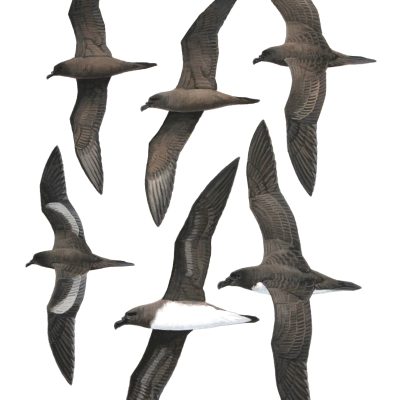 Tahiti Petrel, Jouanin's Petrel and Bulwer's Petrel. Original artwork from Birds of Greater Southern Africa.