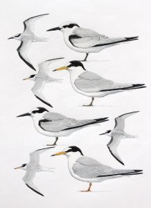 Saunder's and Little Terns