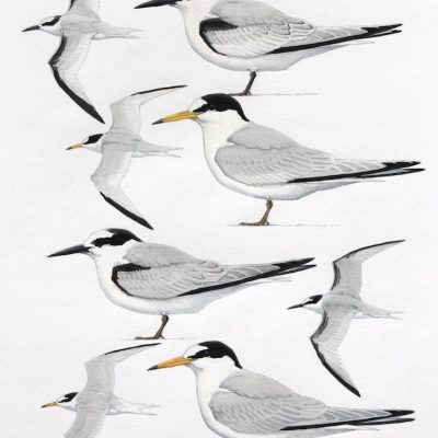 Saunder's and Little Terns