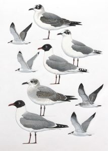 Franklins and Laughing Gulls