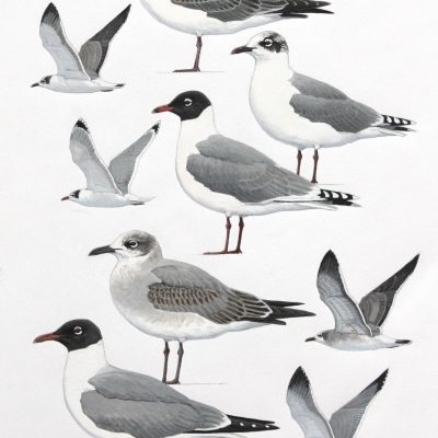 Franklins and Laughing Gulls