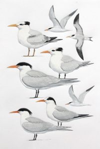 West African Royal Tern and Elegant Tern. Original artwork from Birds of Greater Southern Africa.