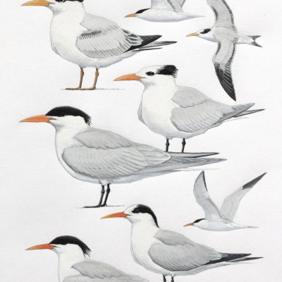 West African Royal Tern and Elegant Tern. Original artwork from Birds of Greater Southern Africa.