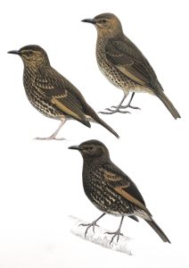 Tristan Thrush