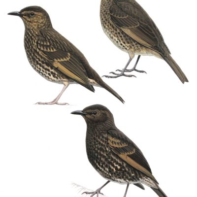 Tristan Thrush