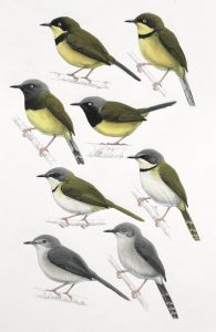 Yellow-throated apalis, Namuli Apalis, Rudd's Apalis, Chirinda Apalis. Original artwork from Birds of Greater Southern Africa