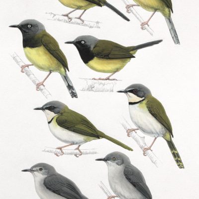 Yellow-throated apalis, Namuli Apalis, Rudd's Apalis, Chirinda Apalis. Original artwork from Birds of Greater Southern Africa