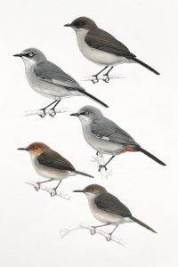 Chestnut-vented Tit-Babbler, Layard's Tit-Babbler, Brown Parisoma, Long-billed Forest-Warbler and Red-capped Forest-warbler. Original artwork from Birds of Greater Southern Africa.