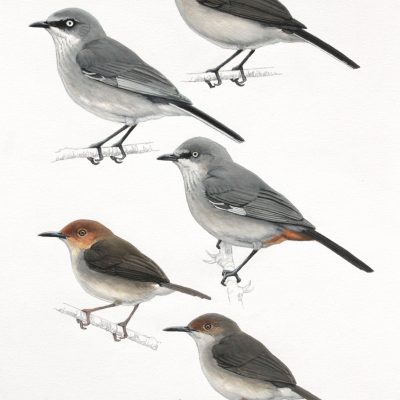 Chestnut-vented Tit-Babbler, Layard's Tit-Babbler, Brown Parisoma, Long-billed Forest-Warbler and Red-capped Forest-warbler. Original artwork from Birds of Greater Southern Africa.