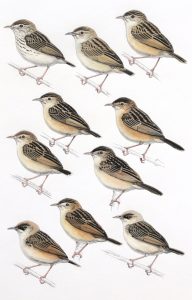 Small Cisticolas