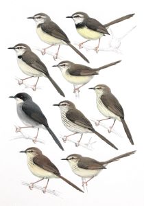 South African Prinias