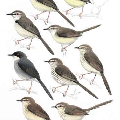 South African Prinias