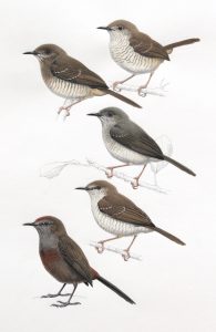 Miombo Wren-warbler, Stierling's Wren-warbler and Barred Wren-warbler, and Cinnamon-breasted Warbler. Original artwork from birds of Greater Southern Africa