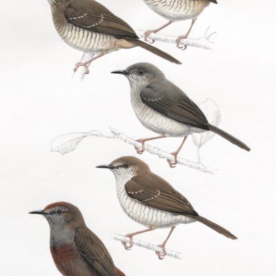 Miombo Wren-warbler, Stierling's Wren-warbler and Barred Wren-warbler, and Cinnamon-breasted Warbler. Original artwork from birds of Greater Southern Africa