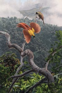 Red Bird of Paradise