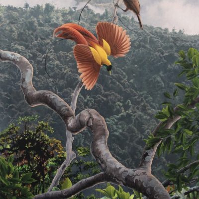 Red Bird of Paradise