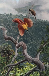 Displaying Red Bird of Paradise