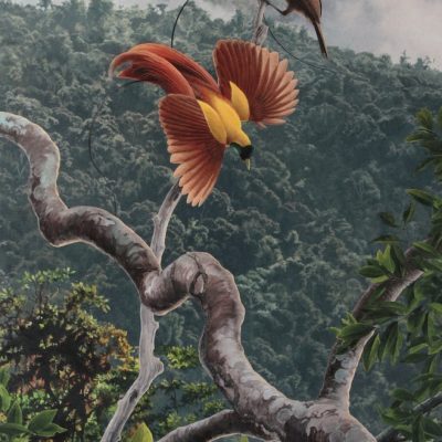 Displaying Red Bird of Paradise